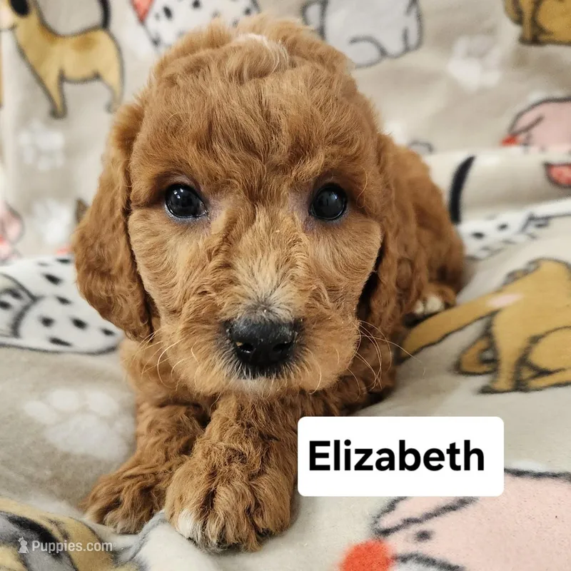 Elizabeth – Labradoodle puppy for sale in Remington, IN