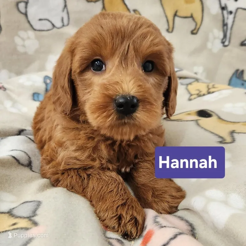 Hannah – Labradoodle puppy for sale in Remington, IN