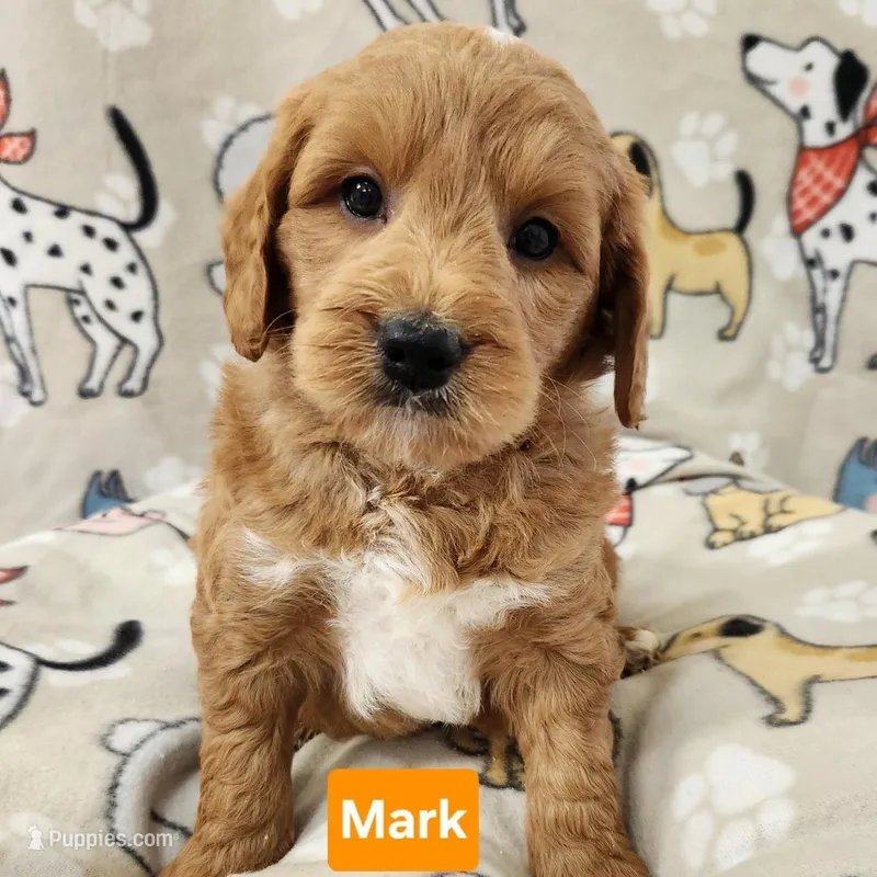 Mark, a male Labradoodle for sale in Remington, IN – Photo 1 of 1
