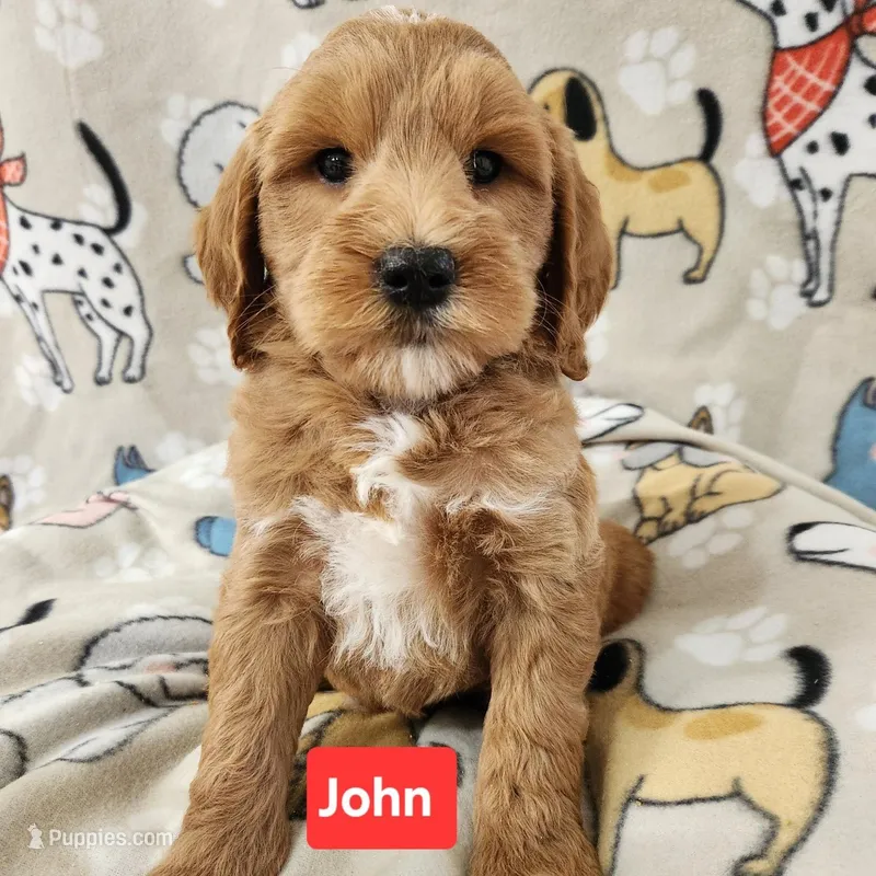 John – Labradoodle puppy for sale in Remington, IN