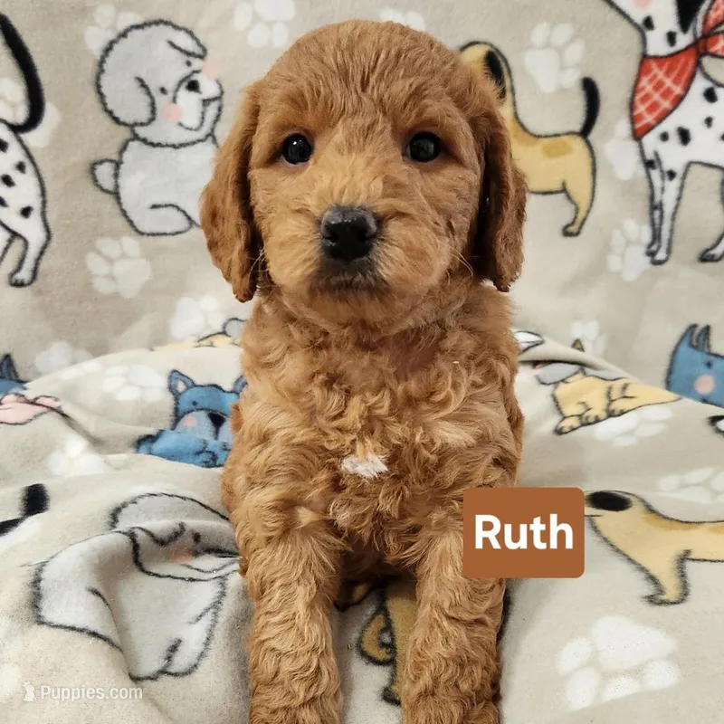 Ruth – Labradoodle puppy for sale in Remington, IN