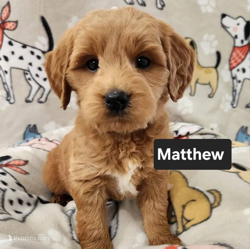 Matthew – Labradoodle puppy for sale in Remington, IN