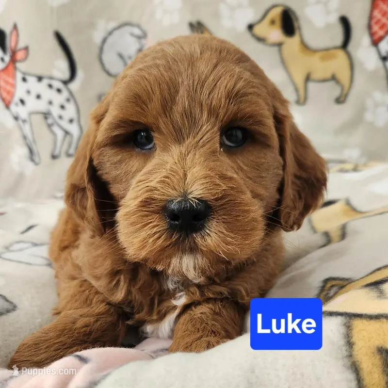 Luke – Labradoodle puppy for sale in Remington, IN