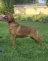 Freya, a female Labrador Retriever for sale in Manchester, IA – 1 of 1