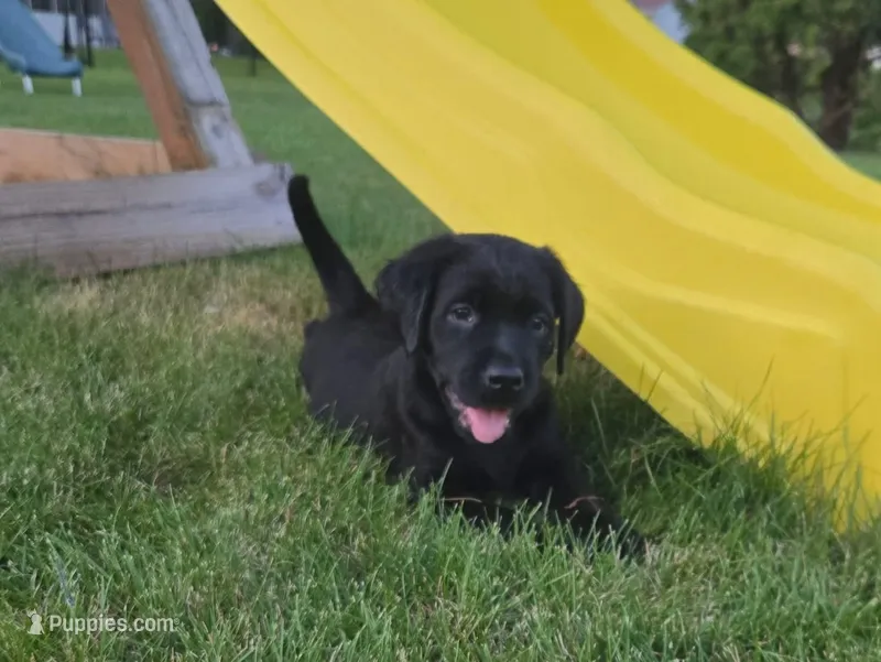 Black female – Labrador Retriever puppy for sale in New Hampton, IA