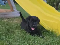 Black female, a female Labrador Retriever for sale in New Hampton, IA – 1 of 3