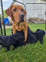 Black female, a female Labrador Retriever for sale in New Hampton, IA – 2 of 3
