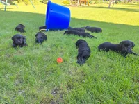 Black female, a female Labrador Retriever for sale in New Hampton, IA – 3 of 3