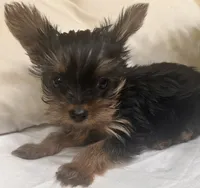 Baby Girl#1 - Q…Quite , a female Yorkshire Terrier for sale in Decatur, GA – 10 of 10