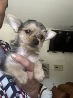 Pee Wee, a male Yorkshire Terrier for sale in Decatur, GA – 6 of 6