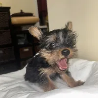 Baby Girl#1 - Q…Quite , a female Yorkshire Terrier for sale in Decatur, GA – 4 of 10