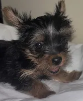 Baby Girl#1 - Q…Quite , a female Yorkshire Terrier for sale in Decatur, GA – 8 of 10