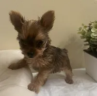 Baby girl #2  Storm, a female Yorkshire Terrier for sale in Decatur, GA – 5 of 10