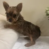 Baby girl #2  Storm, a female Yorkshire Terrier for sale in Decatur, GA – 2 of 10
