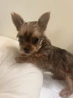 Baby girl #2  Storm, a female Yorkshire Terrier for sale in Decatur, GA – 9 of 10