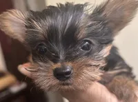 Baby Girl#1 - Q…Quite , a female Yorkshire Terrier for sale in Decatur, GA – 7 of 10