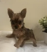 Baby girl #2  Storm, a female Yorkshire Terrier for sale in Decatur, GA – 7 of 10