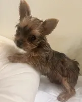 Baby girl #2  Storm, a female Yorkshire Terrier for sale in Decatur, GA – 10 of 10
