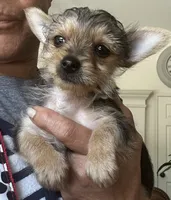Pee Wee, a male Yorkshire Terrier for sale in Decatur, GA – 5 of 6