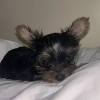 Baby Girl#1 - Q…Quite , a female Yorkshire Terrier for sale in Decatur, GA – 3 of 10