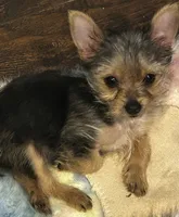 Pee Wee, a male Yorkshire Terrier for sale in Decatur, GA – 2 of 6