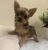 Baby girl #2  Storm, a female Yorkshire Terrier for sale in Decatur, GA – 4 of 10