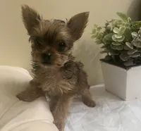 Baby girl #2  Storm, a female Yorkshire Terrier for sale in Decatur, GA – 6 of 10