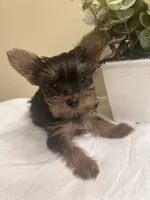 Baby Girl#1 - Q…Quite , a female Yorkshire Terrier for sale in Decatur, GA – 5 of 10