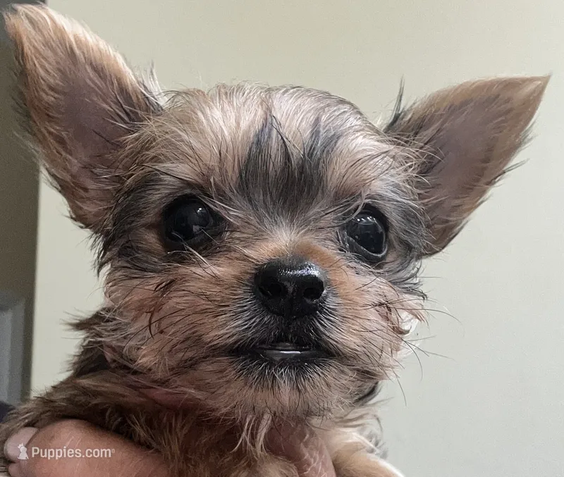 Baby girl #2  Storm – Yorkshire Terrier puppy for sale in Decatur, GA