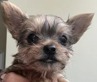 Baby girl #2  Storm, a female Yorkshire Terrier for sale in Decatur, GA – 1 of 10