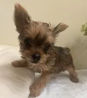 Baby girl #2  Storm, a female Yorkshire Terrier for sale in Decatur, GA – 3 of 10