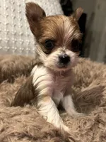 Baby girl, a female Yorkshire Terrier for sale in Decatur, GA – Photo 8 of 10
