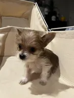 Tiny - Baby girl, a female Yorkshire Terrier for sale in Decatur, GA – Photo 3 of 10