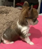 Baby girl, a female Yorkshire Terrier for sale in Decatur, GA – Photo 3 of 10