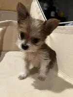 Tiny - Baby girl, a female Yorkshire Terrier for sale in Decatur, GA – Photo 4 of 10