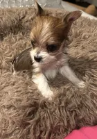 Baby girl, a female Yorkshire Terrier for sale in Decatur, GA – Photo 6 of 10