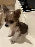 Tiny - Baby girl, a female Yorkshire Terrier for sale in Decatur, GA – Photo 5 of 10