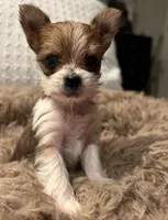 Baby girl, a female Yorkshire Terrier for sale in Decatur, GA – Photo 10 of 10