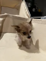 Tiny - Baby girl, a female Yorkshire Terrier for sale in Decatur, GA – Photo 2 of 10