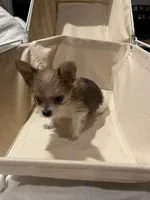 Tiny - Baby girl, a female Yorkshire Terrier for sale in Decatur, GA – Photo 7 of 10