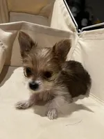 Tiny - Baby girl, a female Yorkshire Terrier for sale in Decatur, GA – Photo 6 of 10