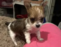 Baby girl, a female Yorkshire Terrier for sale in Decatur, GA – Photo 4 of 10