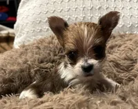 Baby girl, a female Yorkshire Terrier for sale in Decatur, GA – Photo 9 of 10