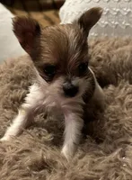 Baby girl, a female Yorkshire Terrier for sale in Decatur, GA – Photo 1 of 10