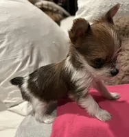 Baby girl, a female Yorkshire Terrier for sale in Decatur, GA – Photo 7 of 10
