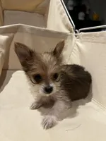 Tiny - Baby girl, a female Yorkshire Terrier for sale in Decatur, GA – Photo 8 of 10