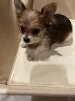 Tiny - Baby girl, a female Yorkshire Terrier for sale in Decatur, GA – Photo 10 of 10