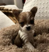 Baby girl, a female Yorkshire Terrier for sale in Decatur, GA – Photo 5 of 10