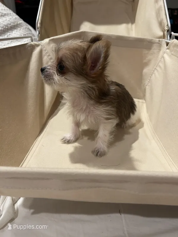 Tiny - Baby girl – Yorkshire Terrier puppy on hold in Decatur, GA
