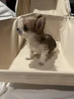 Tiny - Baby girl, a female Yorkshire Terrier for sale in Decatur, GA – Photo 1 of 10